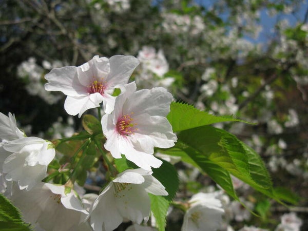 【宇部新川・小野田・厚狭発】高台に佇むポツンと隠れ家レストランで味わう創作料理と春の白野江&地上31階で絶景カフェ時間 日帰り3